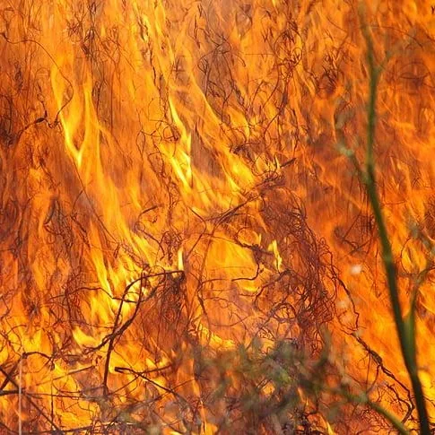 Tall grass and brush burning