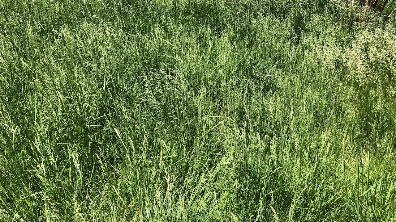 An overgrown lawn